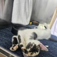 Photo of Speckles