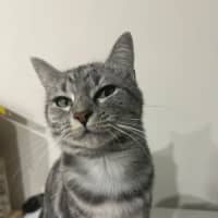 Photo of Grey