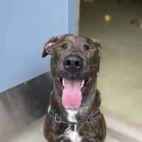 Photo of Starsky (Now Called Narloo)