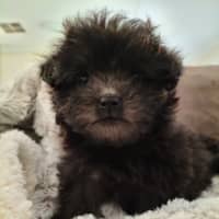 Photo of Jennika