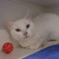 Photo of Kishka 