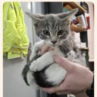 Photo of Harry* 9 Lives Project Rescue*