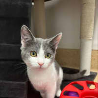Photo of Astra