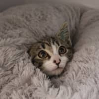 Photo of Daisy