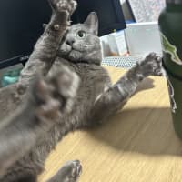 Photo of Sirius