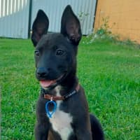 Photo of Loretta *$350 Adoption Fee*