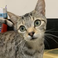 Photo of Scooter