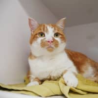 Photo of Marmalade Rsuk013607