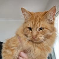 Photo of Teddy 🧡