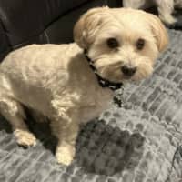 Photo of Toto