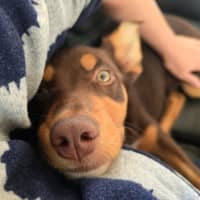 Photo of Baguette