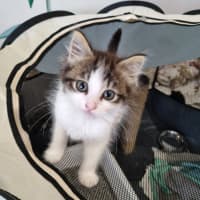 Photo of Penny