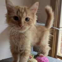 Photo of Fred Flintstone 