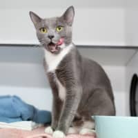 Photo of Havarti