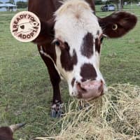 Photo of Bessie & Beatrice