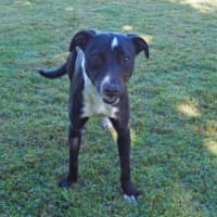 Photo of Shadow