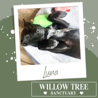 Photo of Luna