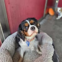 Photo of Nikita