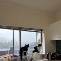 Photo of Inky & Dexter
