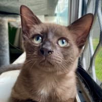 Photo of Twinkle   K28