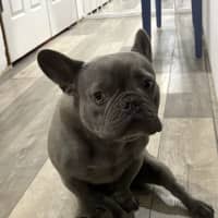 Photo of Theo   4 Year Old French Bulldog