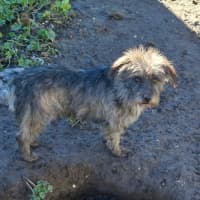 Photo of Barney
