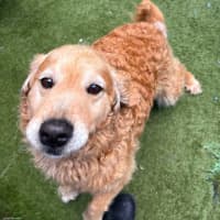 Photo of Nala