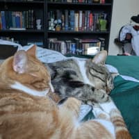 Photo of Tokyo & Miso 