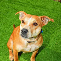 Photo of Koda