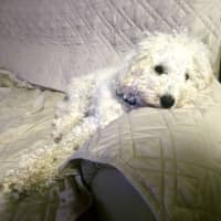 Photo of Archie   10 Month Old Spoodle