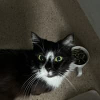 Photo of Elva