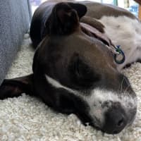 Photo of Pippa   2 Year Old Staffy X Border Collie (Trial)