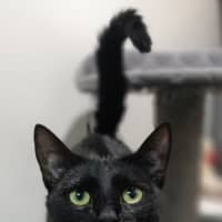 Photo of Nova
