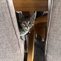 Photo of Loki