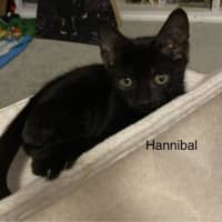 Photo of Hannibal