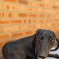 Photo of Egor, The Greyhound
