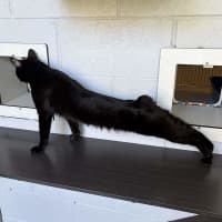Photo of Kuro