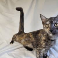 Photo of Rainbow Cabbage 🌈