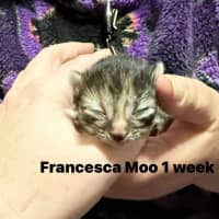 Photo of Francesca Moo