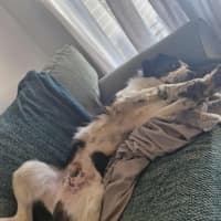 Photo of Otis