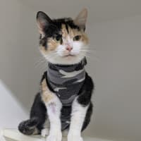 Photo of 🎀 Lucinda 6643 🎀