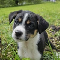 Photo of Tassie Devil