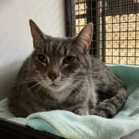 Photo of Cosmo