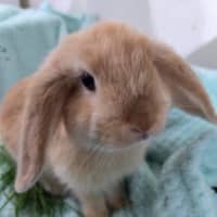 Photo of Ginger Fluff