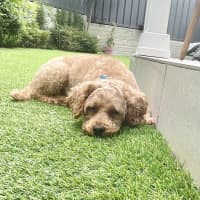 Photo of Lovely Murphy 