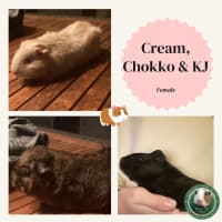 Photo of Chokko, Cream, And Kj