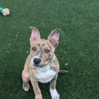 Photo of Thelma Imp 1900