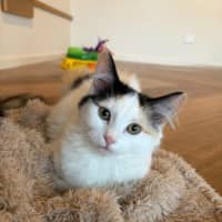 Photo of Scout
