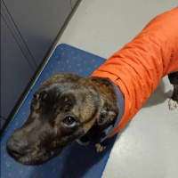 Photo of Mississippi Mud Pie