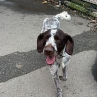 Photo of Diddles